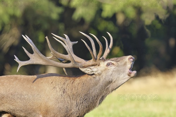 Red deer (Cervus elaphus) during the rutting season, a capital stag roaring in a forest clearing,