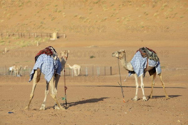 Dromedaries (Camelus dromedarius) with saddle in the Wahiba Sands or Rimal Al Wahiba or Sharqiyya