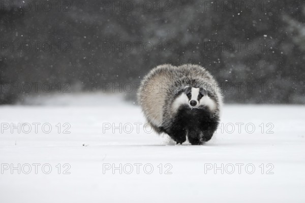 Badger in the snow, Wittlich, Rhineland-Palatinate, Germany, Europe