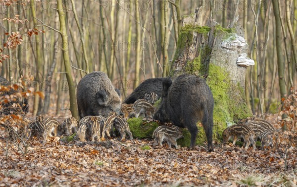 Wild boar, wild boar (Sus scrofa) three bucks and young boar looking for food in the forest,