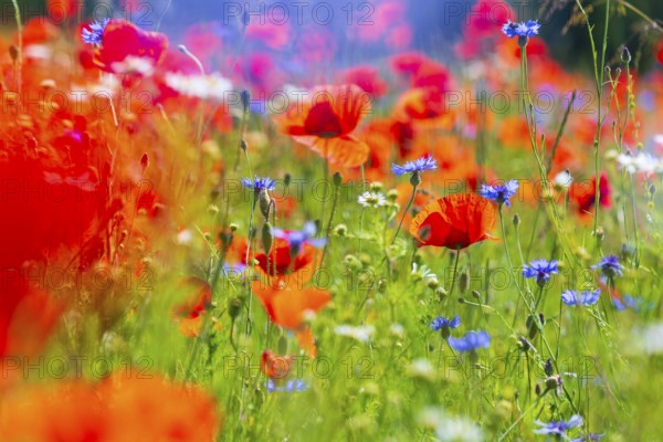 Corn poppy (Papaver rhoeas) and cornflower (Centaurea cyanus) in bloom in a meadow, Saxon