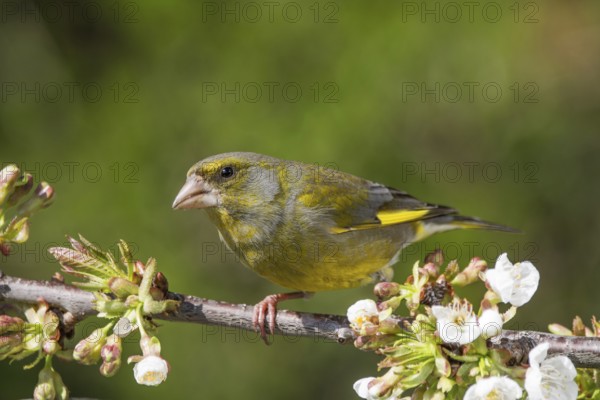 A male greenfinch (Carduelis cloris) sits quietly on the branch of a flowering cherry tree,