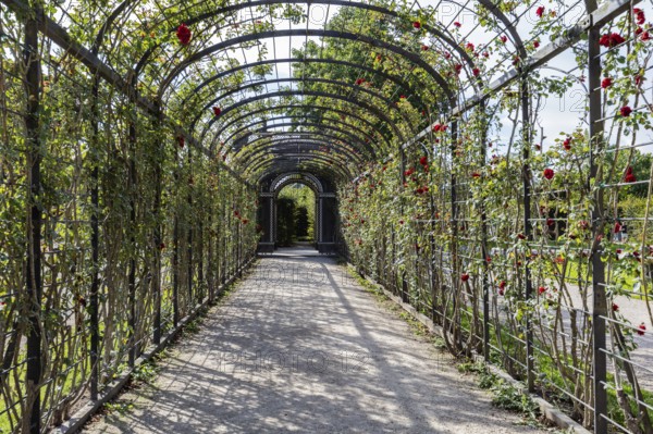 Long pergola overgrown with roses in the garden, Vienna