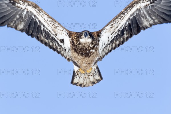 Juvenile bald eagle (Haliaeetus leucocephalus) flying under a blue sky. Region of Lanaudiere.