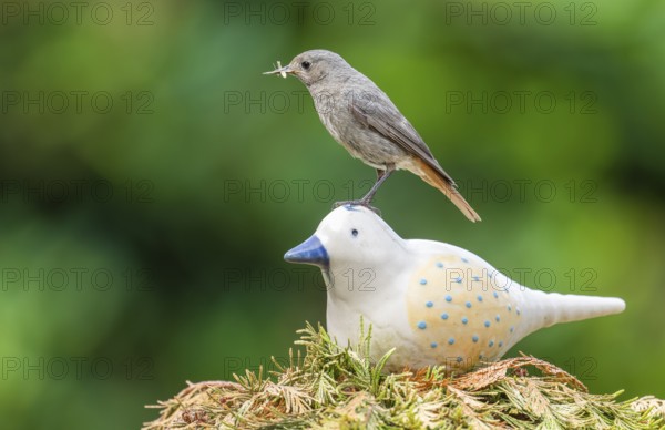Black redstart (Phoenicurus ochruros), female sitting on a ceramic bird in the garden with food in