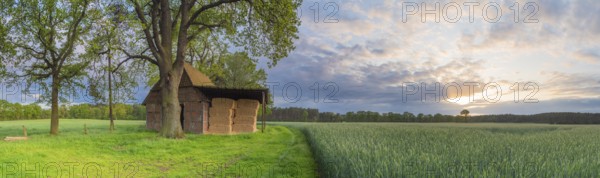 Landscape photo of a grain field with adjacent barn in the evening light, evening mood, landscape