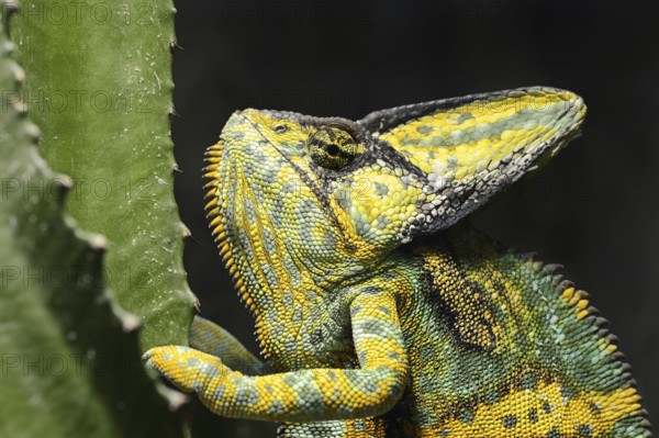Veiled chameleon (Chamaeleo calyptratus), male, captive, occurring on the Arabian Peninsula