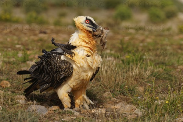 Old bearded vulture (Gypaetus barbatus), sheep hoof, fur remains, Catalonia, Pyrenees, Spain,