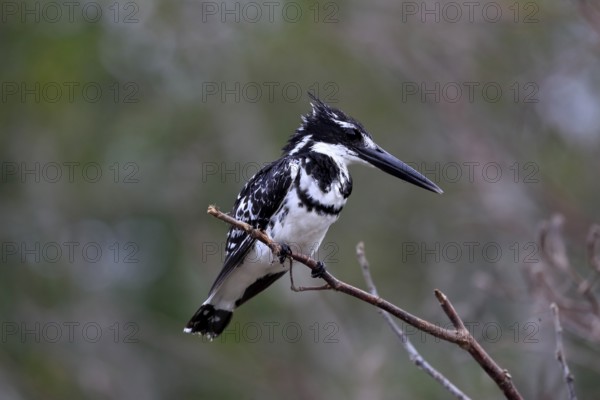 Pied kingfisher (Ceryle rudis), adult, aut Warte, alert, Saint Lucia Estuary, Isimangaliso Wetland