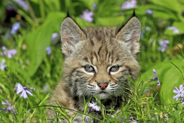 Lynx (Lynx rufus), young animal, flowers, meadow, eight weeks old, portrait, Montana, USA, North