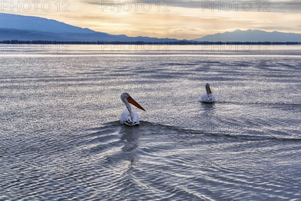 Two Dalmatian pelicans (Pelecanus crispus) swimming in Lake Kerkini, Lake Kerkini, sunrise, Central