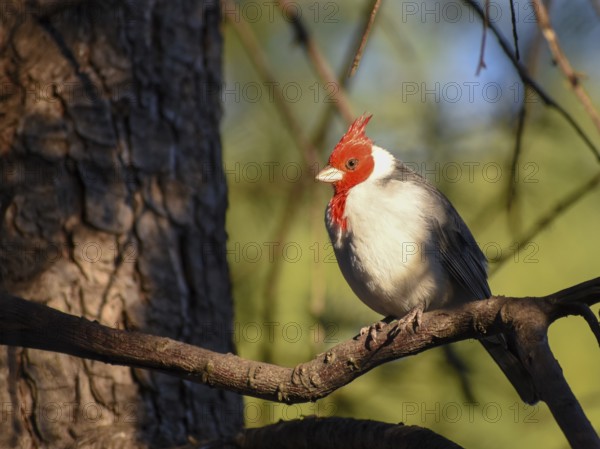 Red-crested cardinal (Paroaria coronata) or red-crested cardinal, seen in Buenos Aires, Argentina,