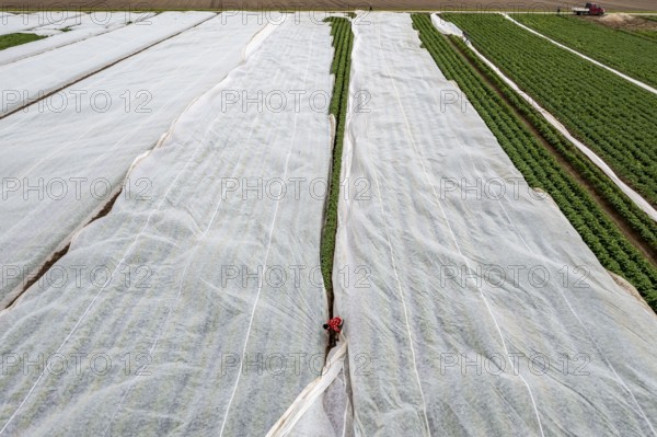 Potato field, fleece cover is removed, the fleece is intended to protect against weather
