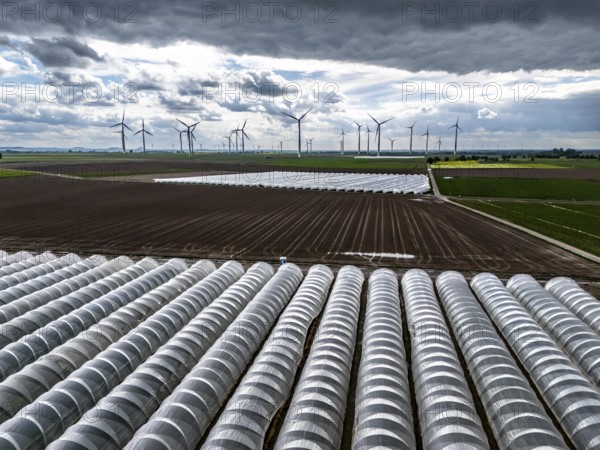 Agriculture, large areas with foil tunnel, for the cultivation of strawberries, freshly cultivated
