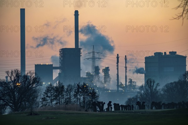 Pruned pollarded willows on the Rhine meadows in Duisburg-Friemersheim, coking plant, Hüttenwerke