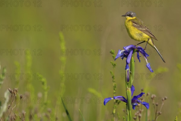 Yellow wagtail, (Motacilla f. flava), Tiszaalp-r, Kiskuns-gi National Park, B-cs-Kiskun, Hungary,