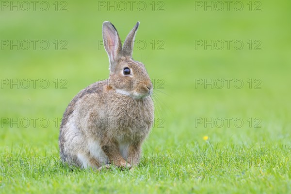Wild rabbit (Oryctolagus cuniculus), in a meadow, adult, alert, wildlife, mammal, Baltic Sea coast,