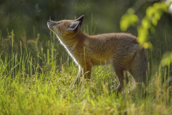 Red fox (Vulpes vulpes), young fox standing in a meadow and looking curiously, summer, Hesse,