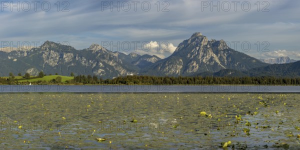Lake Hopfensee, lakeshore with numerous water lilies, behind it the Tegelberg and the Säuling,