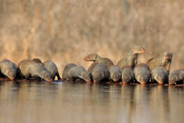Zebra mongoose (Mungos mungo), adult, group, at the water, drinking, Kruger National Park, Kruger