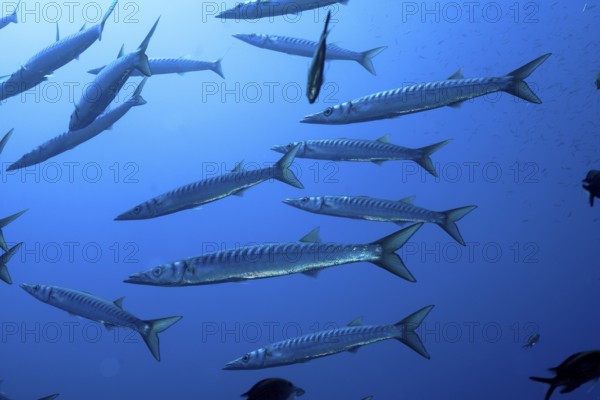 Several barracudas (Sphyraena sphyraena) swim in the blue ocean. Dive site Giens Peninsula,