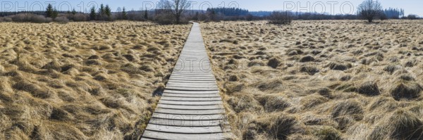Areas overgrown with moor grass (Molinia), German-Belgian High Fens-Eifel nature park Park, largest