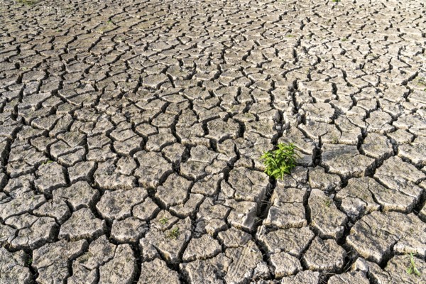 Dry soil, cracked, only a few weeds growing out of the ground, dried-up riverbed, in a side arm of