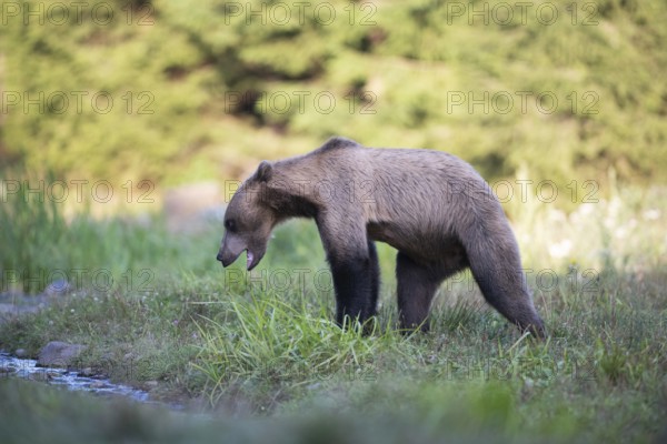 European brown bear or Eurasian brown bear (Ursus arctos arctos), blond brown bear with threatening