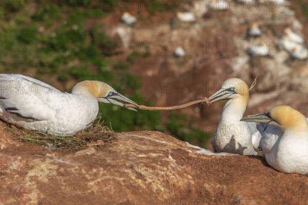 Northern gannet (Morus bassanus) building a nest in a dispute over a plant stalk, offshore island