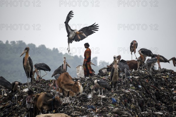 Rag pickers searches for recyclable materials next to cows and birds at a garbage dumpsite, on the