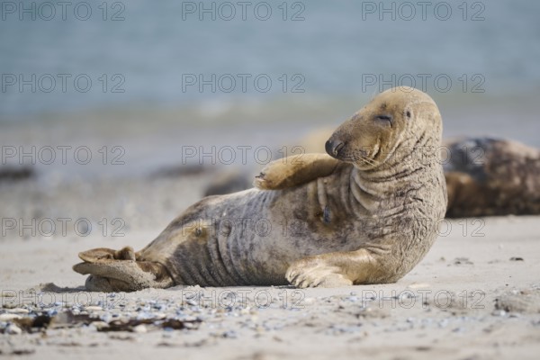 Grey seal (Halichoerus grypus) lying on the beach, Düne, Helgoland, Schleswig-Holstein, Germany,