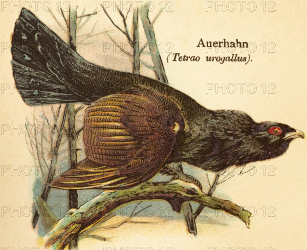 Capercaillie or western capercaillie (Tetrao urogallus) tree, branch, side view, World of Birds,