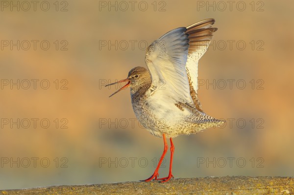 Redshank, (Tringa totanus), mating on a pasture fence, Wildlife, Animals, Birds, Snipe family,
