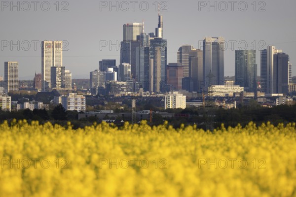 Rape fields bloom in spring in front of the Frankfurt banking skyline, Frankfurt am Main, Hesse,