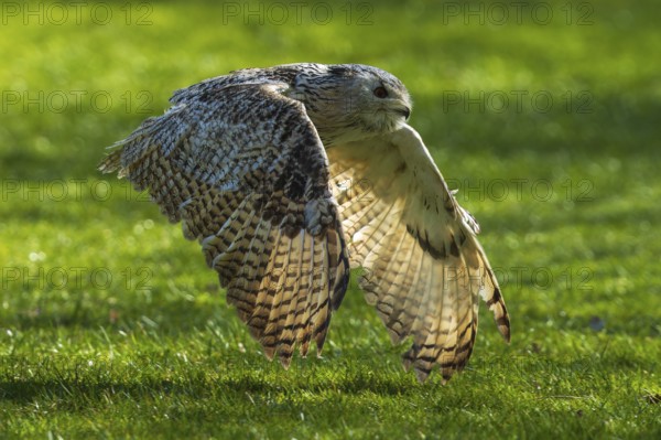 An owl flies low over a sunlit green meadow, Siberian Eagle Owl (Bubo bubosibiricus), Germany,