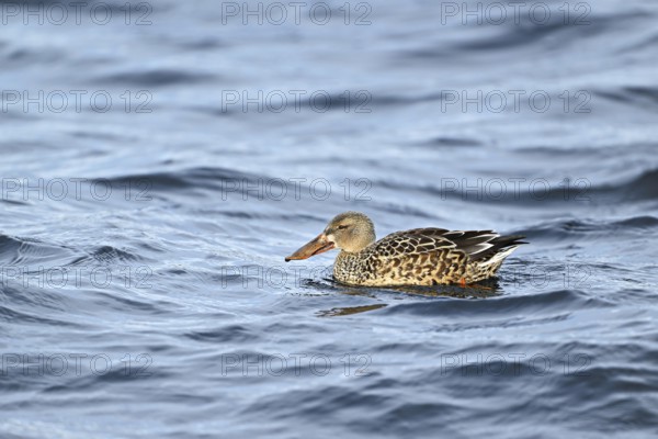 Northern shoveler (Spatula clypeata) (Syn.: Anas clypeata), female swimming on Lake Zug,