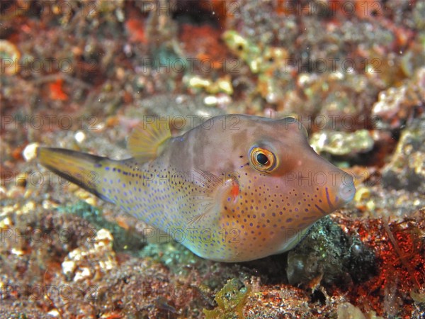 Pufferfish (Canthigaster rostrata) at night. Dive site Los Cancajos, La Palma, Canary Islands,