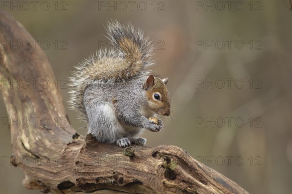 Grey squirrel (Sciurus carolinensis) adult animal feeding on a nut on a tree branch, Suffolk,