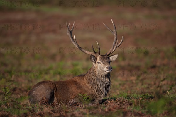 Red deer (Cervus elaphus) adult male stag sitting amongst Bracken, Leicestershire, England, United