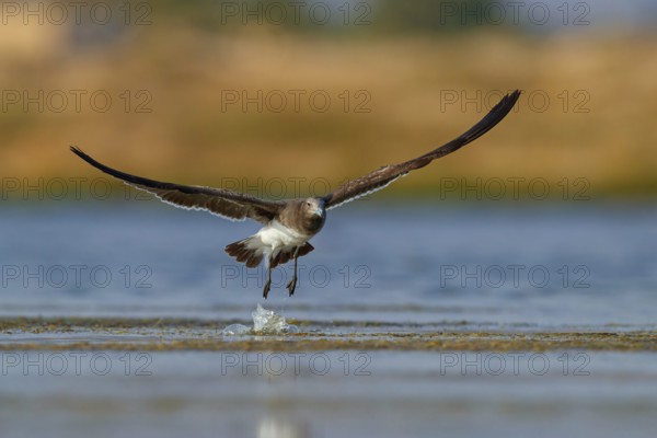 Hemprich's Gull, (Larus hemprichii), medium sized, rusty brown, flight photo, Raysut, Salalah,
