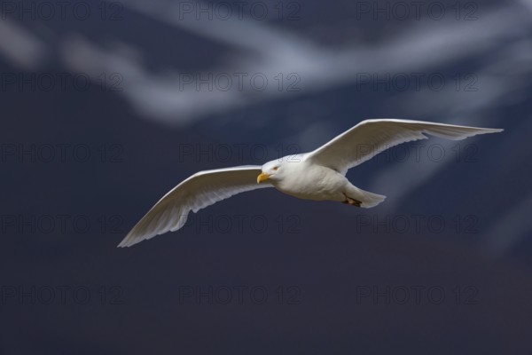 Glaucous gull (Larus hyperboreus), Norway, Spitsbergen, aerial photograph, Longyearbyen, Svalbard /