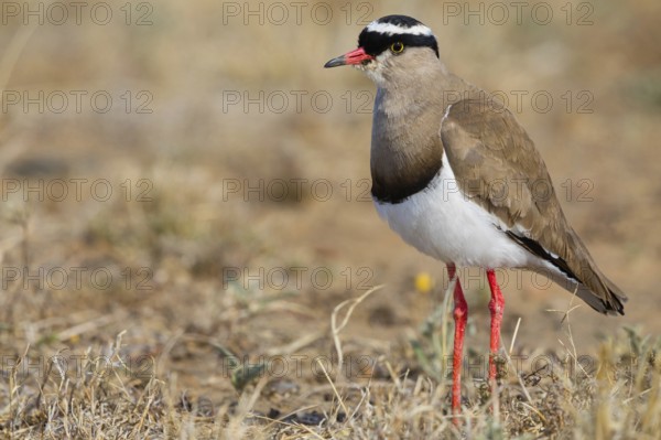 Crowned Lapwing, (Vanellus coronatu), Wakkerstrom surroundings, Wakkerstrom, Mpumalanga, South