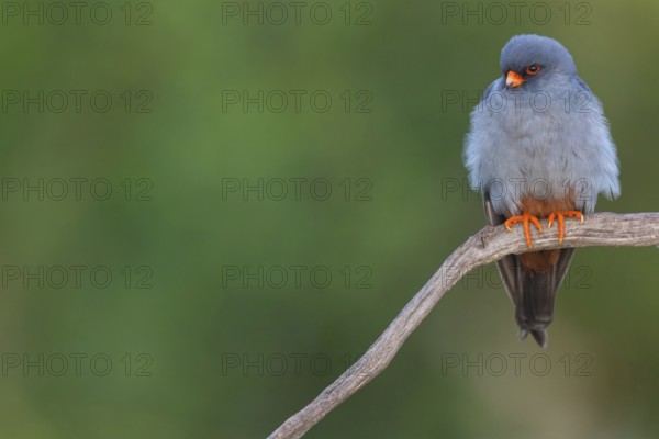 Red-footed Falcon, (Falco vespertinu), perching station, falcon family, Tower Hide, Tiszaalpár,