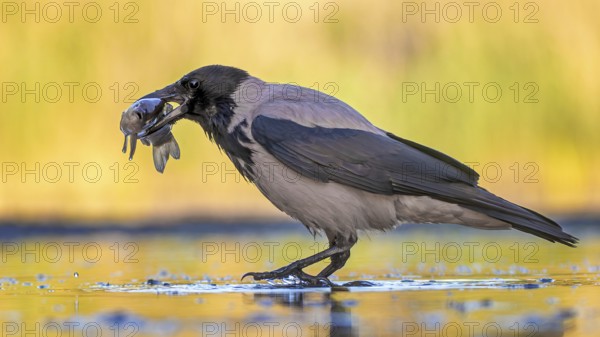 Hooded Crow (Corvus cornix) hunting, fishing, with white fish as prey, sunrise, shallow water zone,