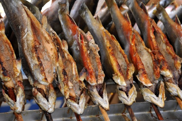 Steckerlfisch, fish, freshwater fish grilled on a stick over charcoal, historic Wies'n, Oide Wiesn,