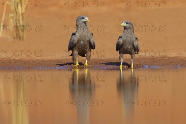 Black Kite, (Milvus aegyptius), Morgan Kunda lodge / road to Kat, Jajari, North Bank, Gambia,