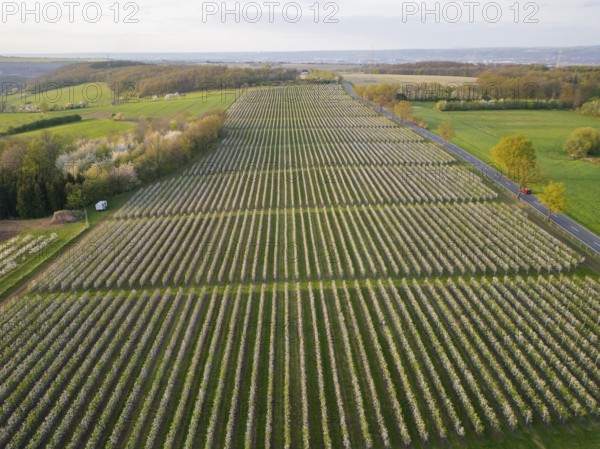 Orchards in bloom near Wittgensdorf in the Eastern Ore Mountains, Wittgensdorf, Saxony, Germany,