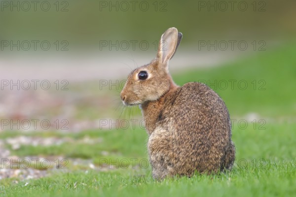 Wild rabbit (Oryctolagus cuniculus), in a meadow, adult, alert, wildlife, mammal, Baltic Sea coast,