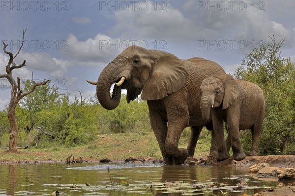 African elephant (Loxodonta africana), adult, bull, male, young, bull with young, at the water,