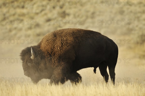 American bison (Bos bison, Bison bison), male, Yellowstone National Park, Wyoming, USA, North